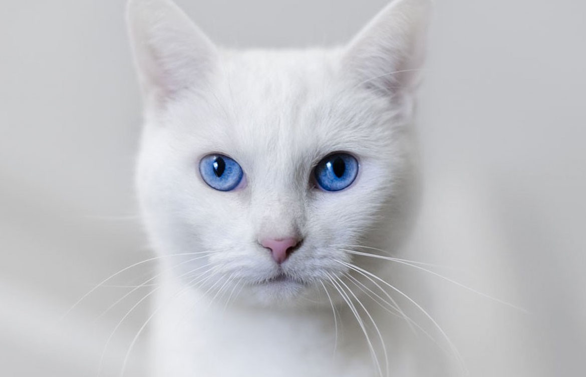 турецкая ангора белая с голубыми глазами