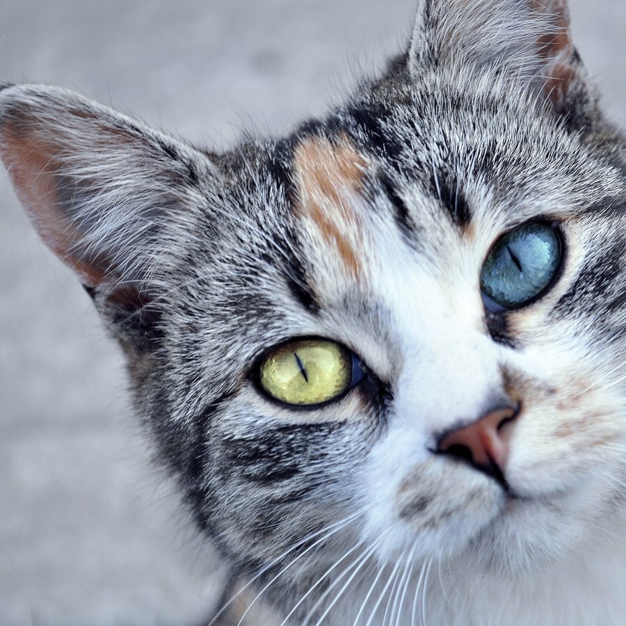 Кошки С Разными Глазами Фото