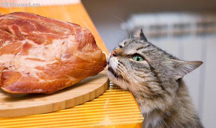 Описание: https://zverki.click/wp-content/uploads/2019/05/cat-meat1.jpg