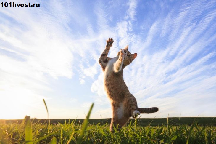 https://www.zastavki.com/pictures/originals/2017Animals___Cats_A_red_cat_plays_on_the_green_grass_under_a_beautiful_sky_116344_.jpg
