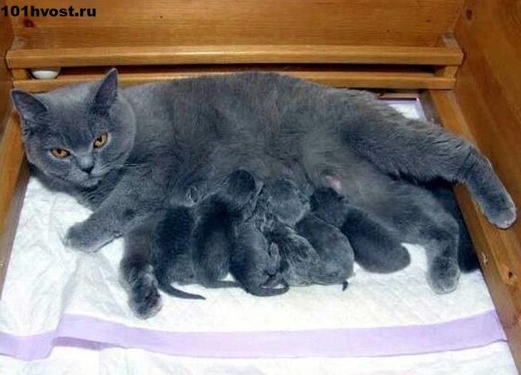 Сколько беременны британские кошки. Беременные британские кошки. Британская кошка котенок.
